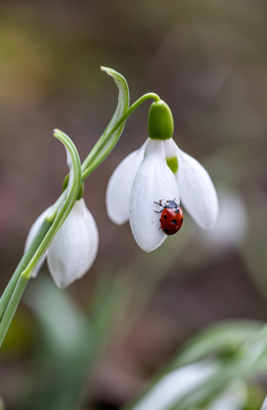 ladybug on snowdrop flower