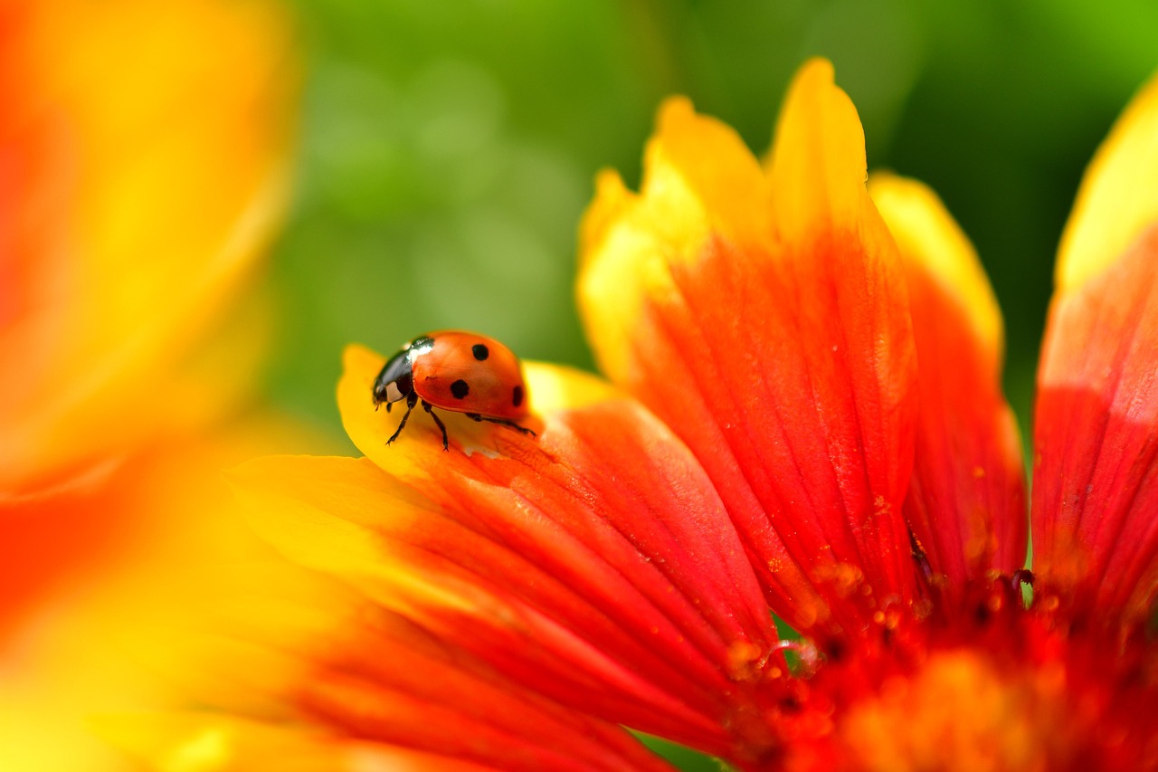 ladybug on leaf macro