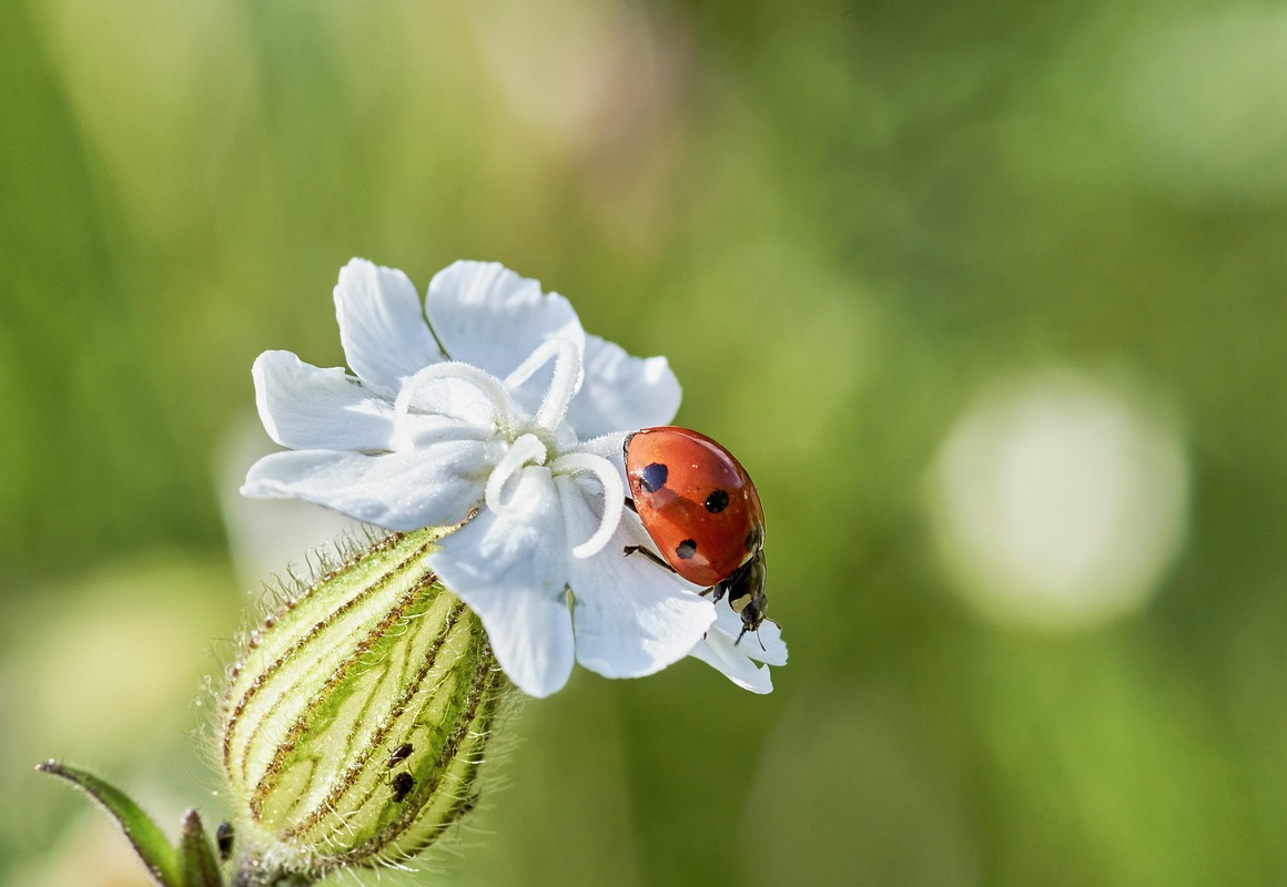 ladybug on flower close up