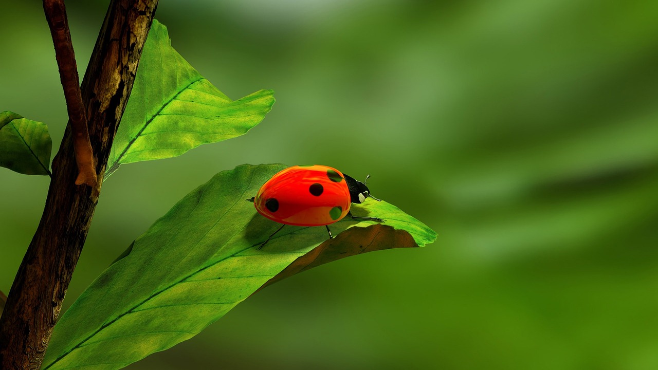 ladybird on leaf closeup