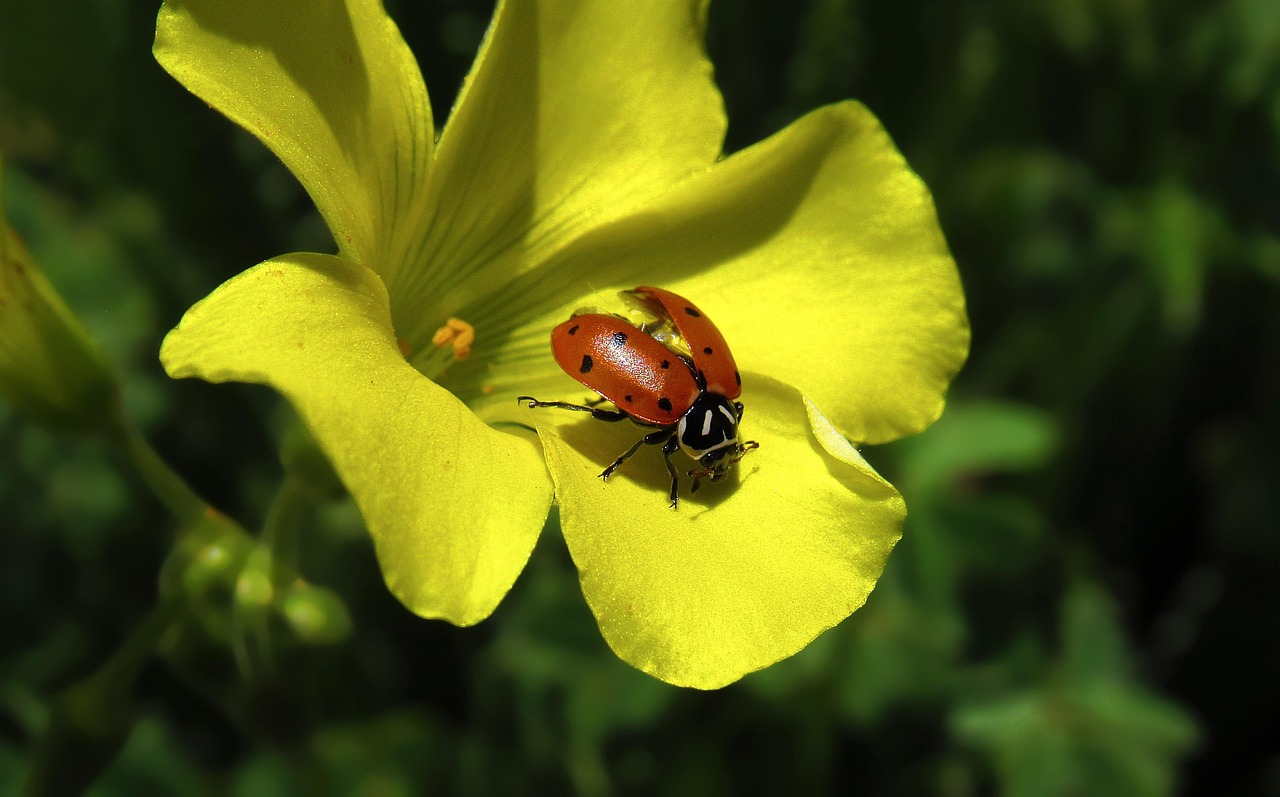 ladybug on yellow flower closeup