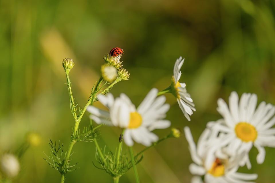 ladybug on daisy macro