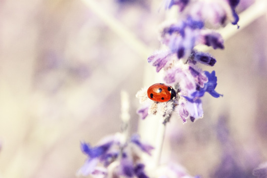ladybug on lavender