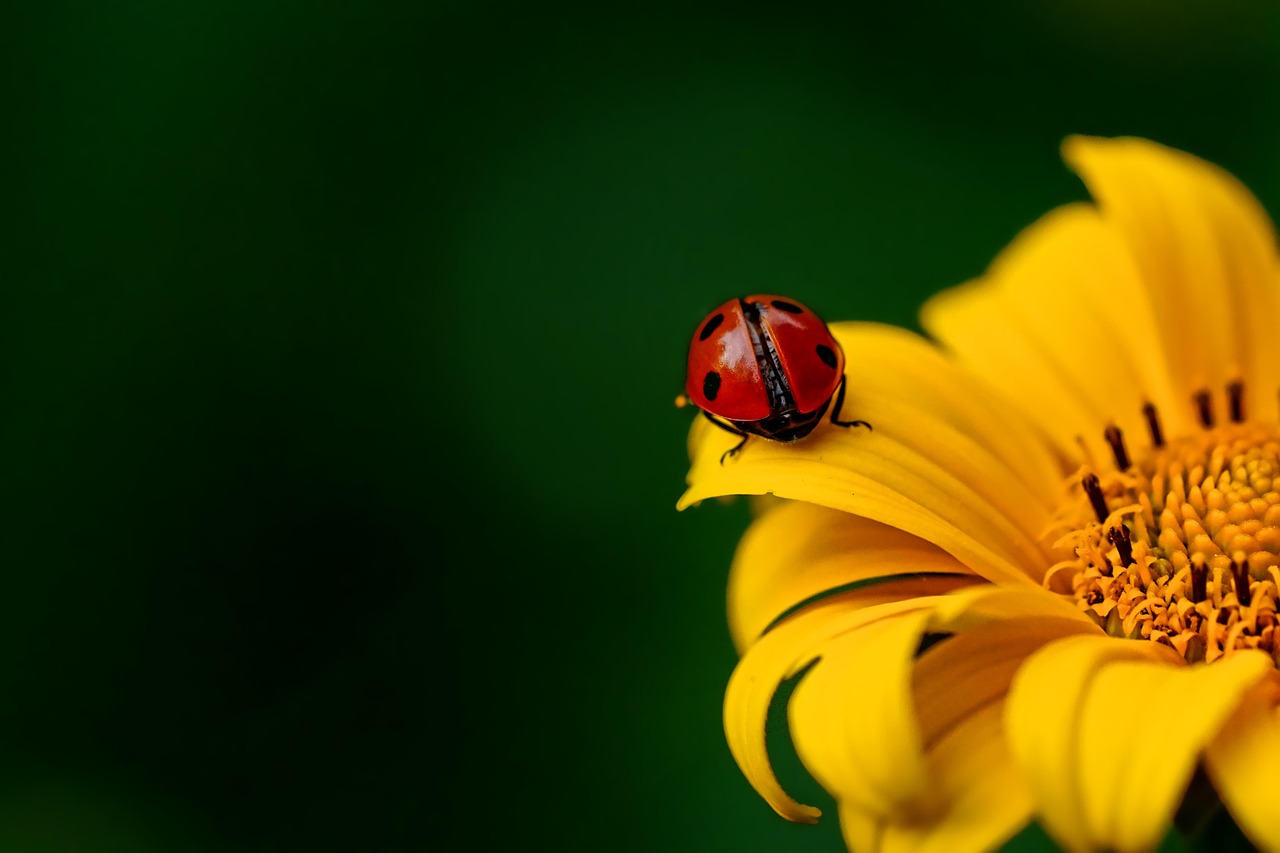 ladybug on sunflower macro