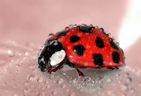 ladybug with dewdrops macro