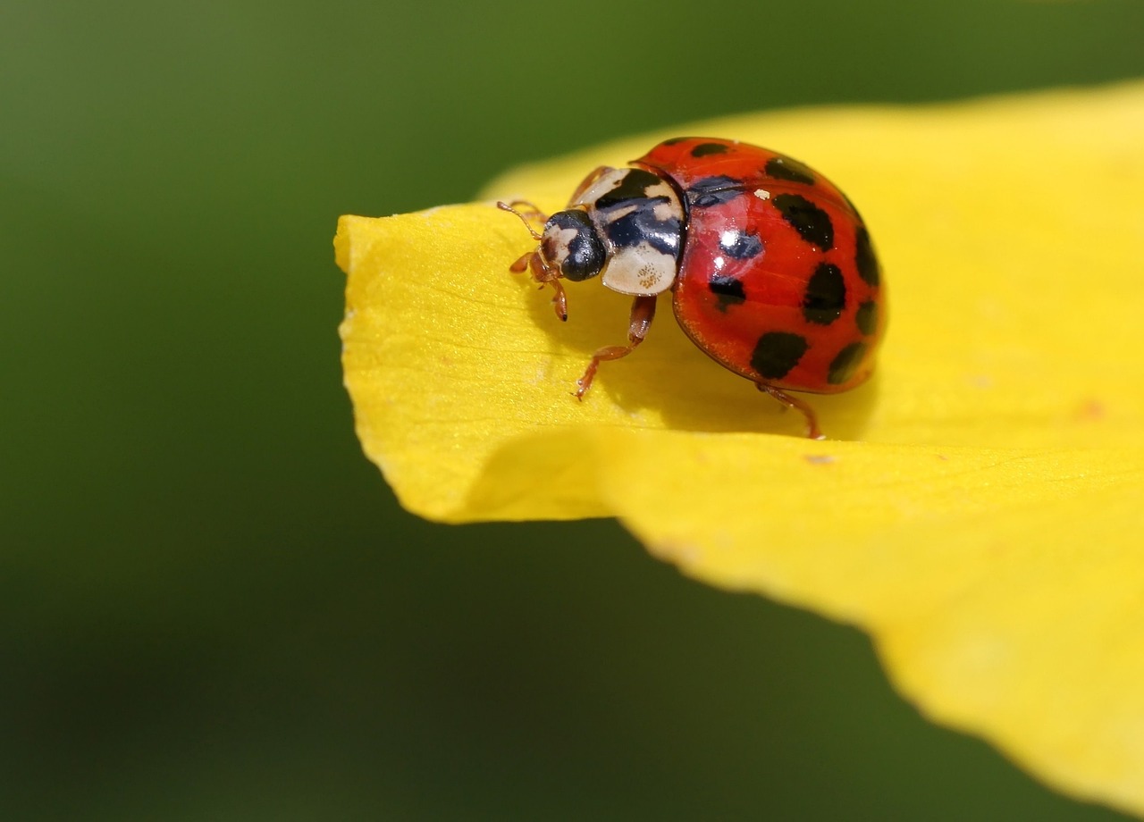 ladybug on yellow blossom
